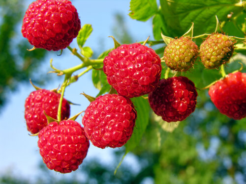Raspberry Tulameen